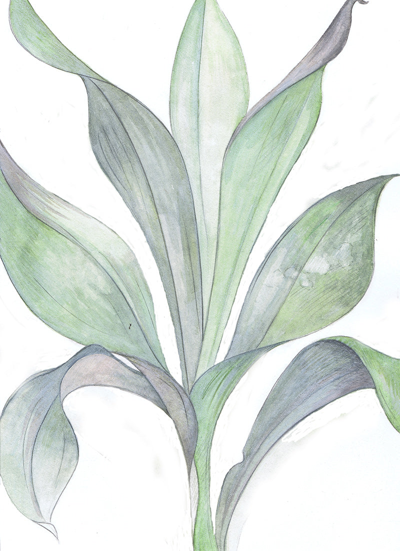Orchid Botanical Print