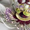 Passiflora close up